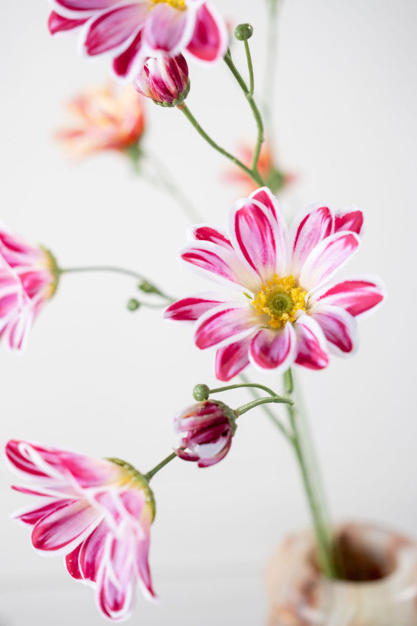 Margriet paars 65 cm Geluk in bloei