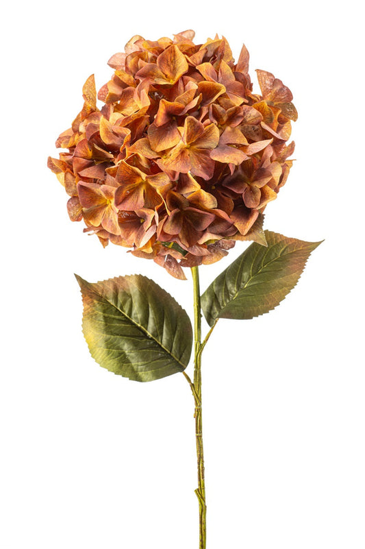 Hortensia Coral | 90 cm Geluk in bloei