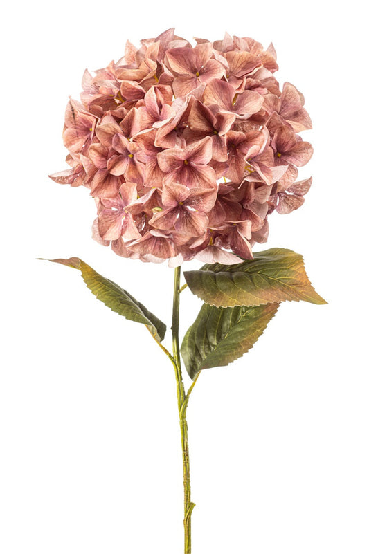 Hortensia Oudroze | 90 cm Geluk in bloei