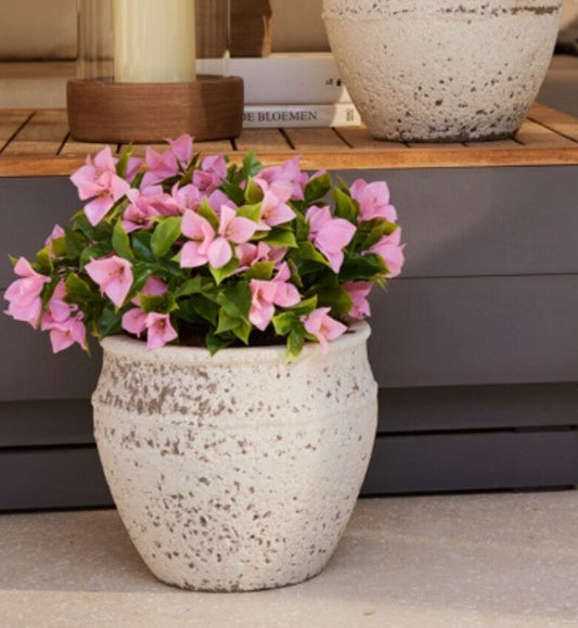 Bougainvillea buitenplant roze