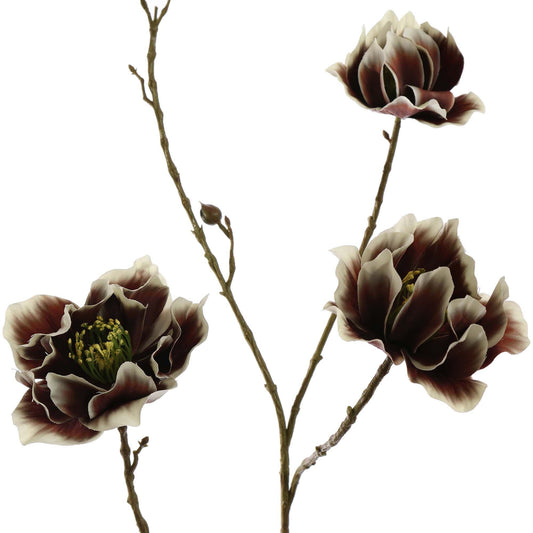 Winteranemoon 93 cm | Bruin Geluk in bloei