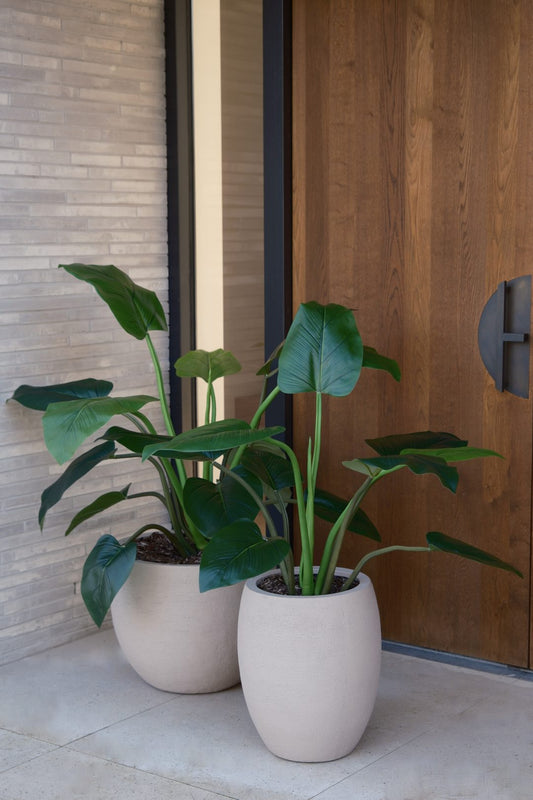 Alocasia plant