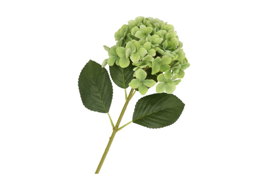 Hortensia Groen