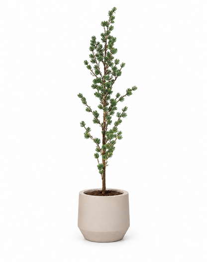 LED kerstboom Pinus Mugo groen | 125 cm Geluk in bloei