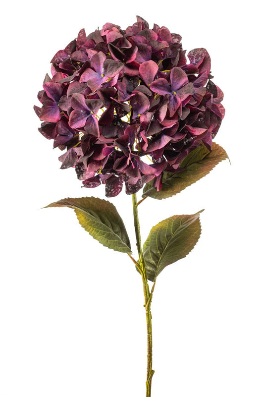 Hortensia burgundy | 90 cm Geluk in bloei