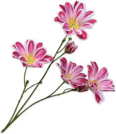 Margriet paars 65 cm Geluk in bloei