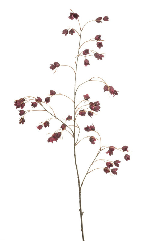 Buttercup spray burgundy 105cm Geluk in bloei