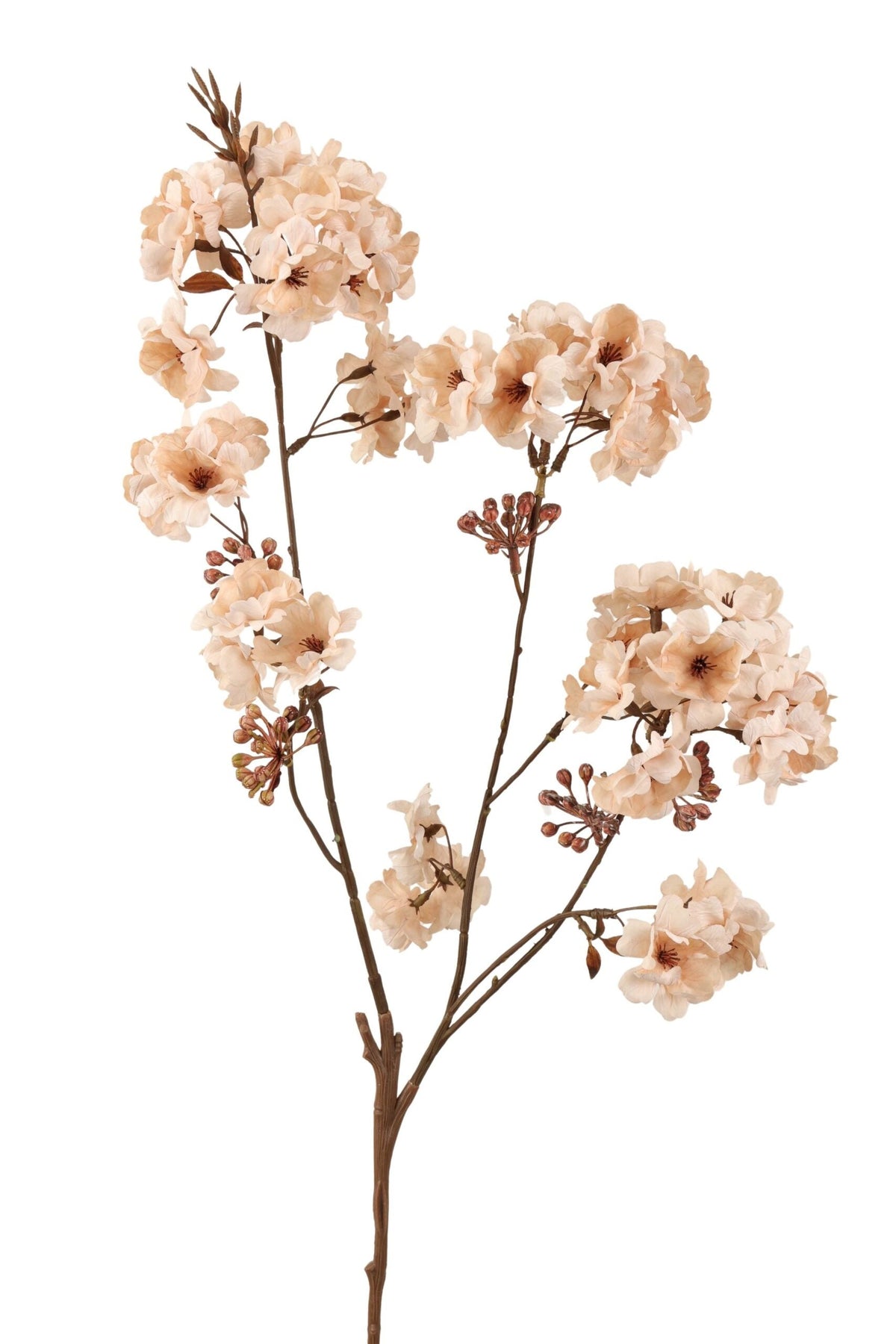 Bloesemtak 88 cm | Crème Geluk in bloei
