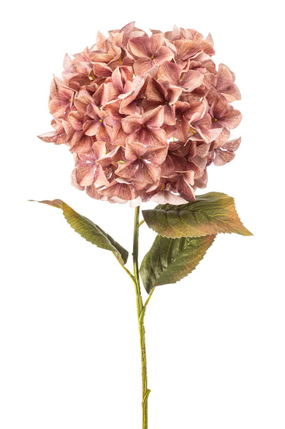 Hortensia Oudroze | 90 cm Geluk in bloei