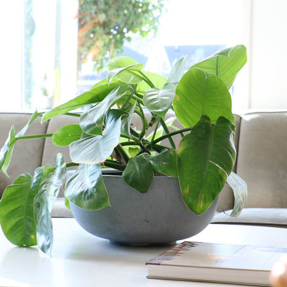 Pot Ducos S | Ø33 x H15 cm Grijs