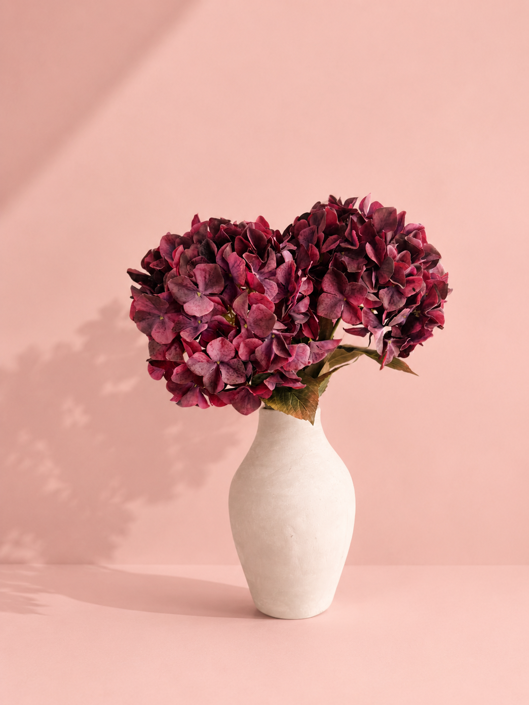Hortensia Burgundy | 90 cm Geluk in bloei