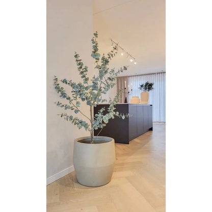 Eucalyptus kunstplant | Diverse maten 150 - 180 cm Geluk in bloei