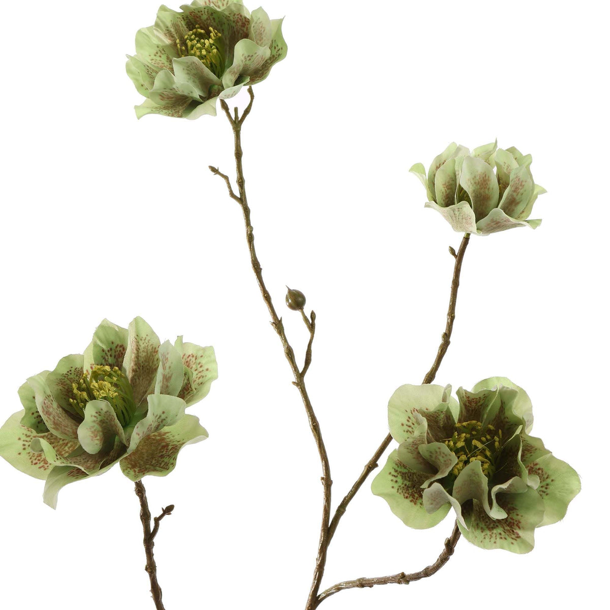 Winteranemoon 93 cm | Groen Geluk in bloei