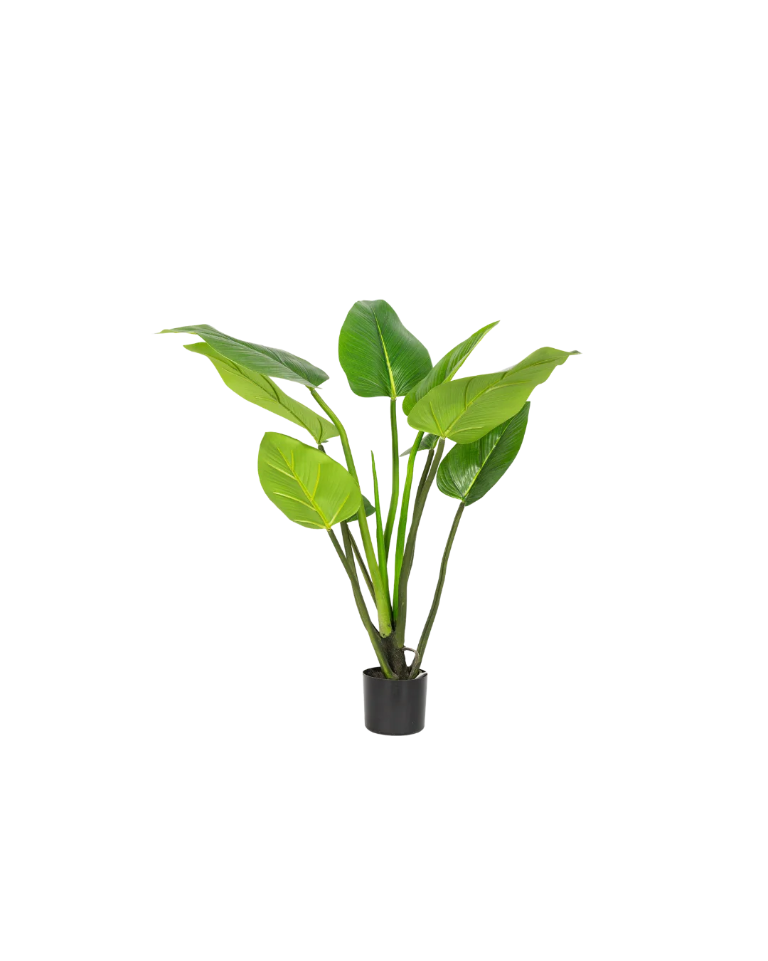  Alocasia plant 90 cm