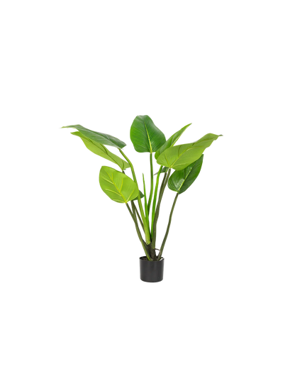  Alocasia plant 90 cm
