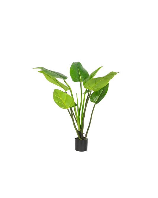  Alocasia plant 90 cm