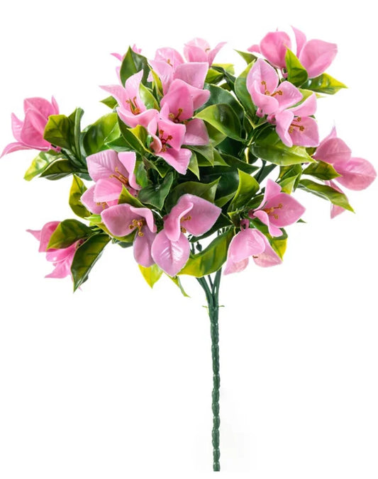 Bougainvillea buitenplant