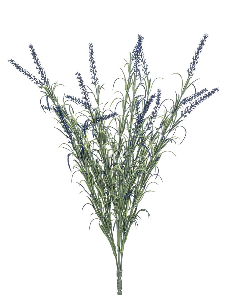 blauwe lavendel