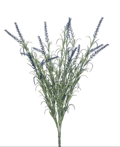 blauwe lavendel
