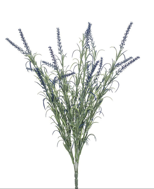 blauwe lavendel